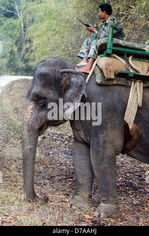 Elefante asiatico,Elephas maximus,lavorando,mahout,Madhya Pradesh, India Foto Stock