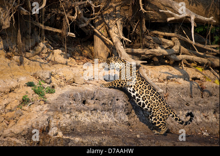 Jaguar femmina Panthera onca palustris salto sandy bluff sulle banche del fiume Piquiri Pantanal del nord del Brasile Foto Stock