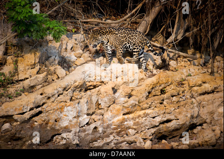 Jaguar femmina Panthera onca palustris passeggiate sulle rive del fiume Piquiri Pantanal del nord del Brasile Foto Stock