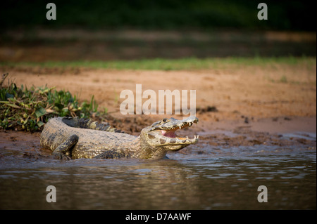 Caimano Yacare Caimano yacare sul bordo del fiume Fiume Piquiri Pantanal Wetlands Brasile Foto Stock