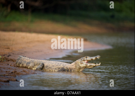 Caimano Yacare Caimano yacare sul bordo del fiume Fiume Piquiri Pantanal Wetlands Brasile Foto Stock