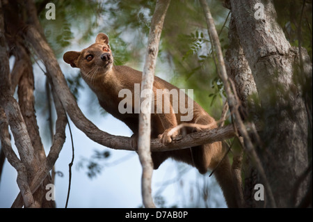 Femmina adulta fossa Crytoprocta ferox rampicante Kirindy Mitea Parco nazionale del Madagascar Foto Stock