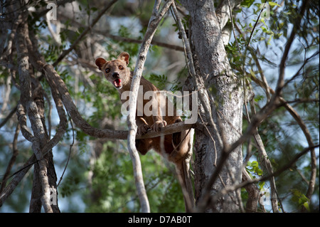 Femmina adulta fossa Crytoprocta ferox rampicante Kirindy Mitea Parco nazionale del Madagascar Foto Stock