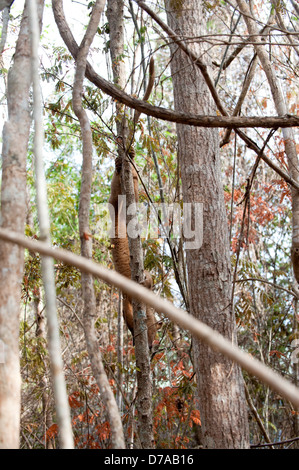 Femmina adulta fossa Crytoprocta ferox si sta spostando verso il basso tree Kirindy Mitea Parco nazionale del Madagascar Foto Stock