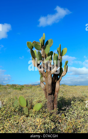Impianto di cactus di San Cristobal Island, Isole Galapagos Foto Stock