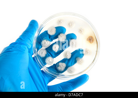 Modificati Geneticamente funghi sulla piastra di agar su sfondo bianco Foto Stock