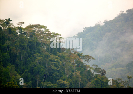 Misty rainforest vicino a Cana stazione campo, Parco Nazionale del Darién, provincia di Darien, Repubblica di Panama. Foto Stock