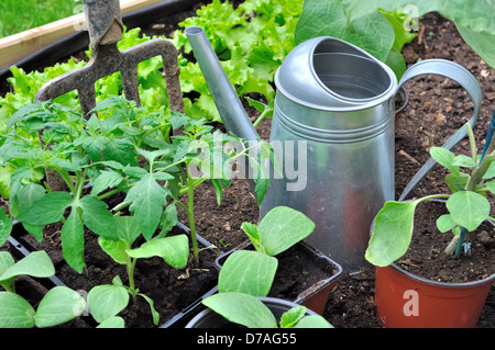 Diversi germogli pronti per essere piantati in giardino con annaffiatoio e vanga Foto Stock