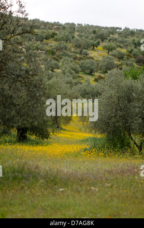Frutteto delle olive in primavera, Andalusia, Spagna. Foto Stock