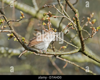 Nightingale, Luscinia megarhynchos nella canzone. Molla. Regno Unito Foto Stock