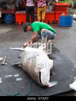 Il successo di un pescatore a Cheow Larn Lago, Khao Sok il Parco Nazionale della Thailandia, tagli il suo grande pesce pronto per mercato Foto Stock