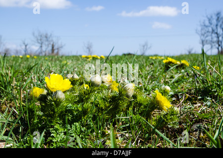 Fagiano Occhio di fiori in un campo e un cielo di blus. dall'isola Oland in Svezia. Foto Stock