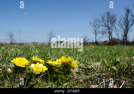Gruppo di fagiano con gli occhi in un campo con il blu del cielo. Dall'isola Oland in Svezia. Foto Stock