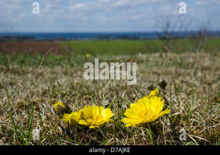 Vista dettagliata del fagiano occhio del fiore a livello popolare con filds e acqua in background. Dall'isola Oland in Svezia. Foto Stock