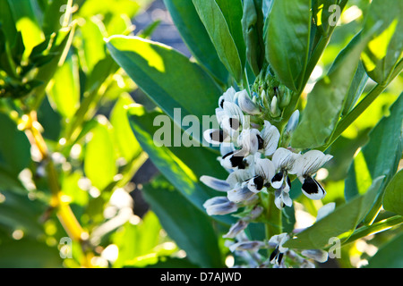Una chiusura di fiori su un ampio pianta di fagiolo Foto Stock