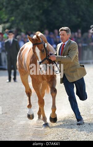 Badminton, UK. Il 2 maggio 2013. Andrew Nicholson [NZL] e Nereo trotto fino davanti alla giuria di massa in corrispondenza della prima ispezione di cavallo alla Mitsubishi Motors Badminton Horse Trials. La Mitsubishi Motors Badminton Horse Trials si svolgerà tra il 2 e il 6 maggio 2013. Foto di Stefano Bartolomeo/ Alamy Live News Foto Stock