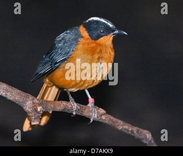 Snowy-Crowned Robin Chat (cossypha niveicapilla) Foto Stock
