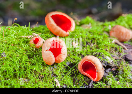 Sarcoscypha austriaca Foto Stock