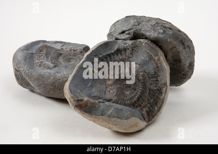 Ammoniti "ˈaemənaɪts' sono un gruppo estinto di animali invertebrati marini nella sottoclasse Ammonoidea della classe cefalopodi. Foto Stock