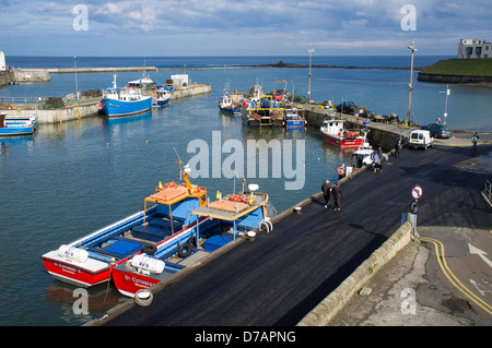 Seahouses Harbour, Seahouses, Northumberland, England, Regno Unito Foto Stock