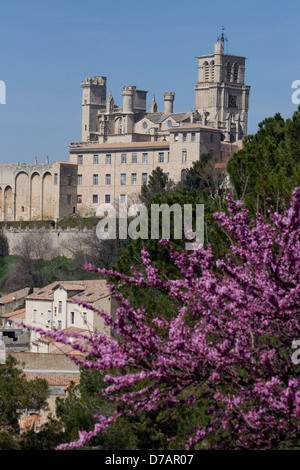 Cathédrale de Béziers in Francia Foto Stock