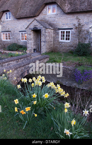 La primavera è arrivata. Giunchiglie crescere nella parte anteriore di questo pittoresco cottage con il tetto di paglia nel Dorset villaggio di Martinstown. Inghilterra, Regno Unito. Foto Stock