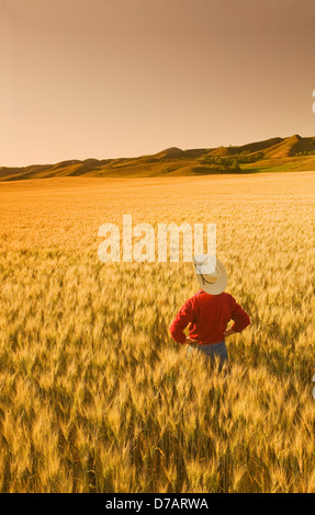 Un uomo si affaccia sulla maturazione di frumento, Qu'appelle River Valley, Saskatchewan, Canada, la scelta degli artisti Foto Stock