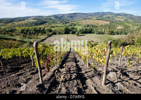 Italia Toscana Radda in Chianti vigneti Foto Stock