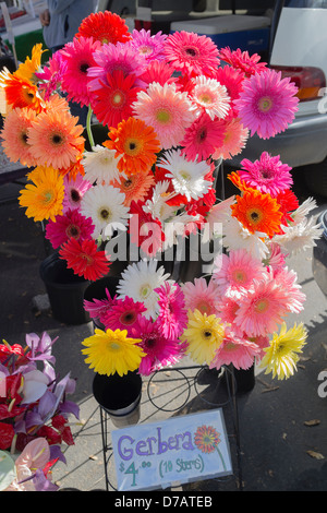 Gerbera margherite sul display per la vendita presso la Santa Barbara sabato mercato agricolo. Foto Stock