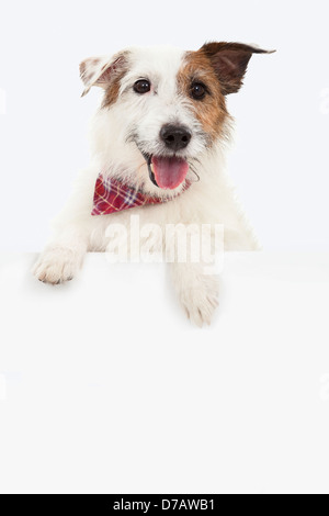 Jack Russel terrier cane con vuoto billboard Foto Stock