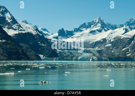 John Hopkins ghiacciaio, Glacier Bay, Alaska, STATI UNITI D'AMERICA Foto Stock