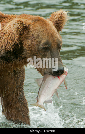 Orso bruno con Salmone al Brook Falls, Katmai NP, Alaska, STATI UNITI D'AMERICA Foto Stock