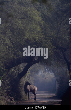 Una bolla blu maschio nella foschia mattutina di Bharatpur Foto Stock