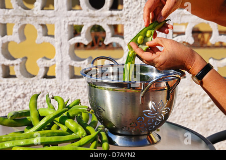 La donna lo svuotamento di fave da loro cialde (reina mora) in uno scolapasta, Andalusia, Spagna, Europa occidentale. Foto Stock