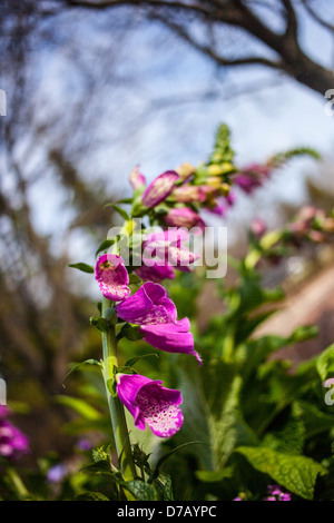 Fiori ho trovato nel Chicago Botanic Garden Foto Stock