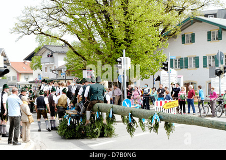 Sollevamento tradizionale del Maypole ( Maibaum-Aufstellen ) Foto Stock