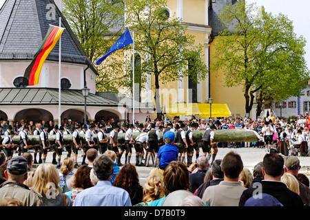 Sollevamento tradizionale del Maypole ( Maibaum-Aufstellen ) Foto Stock