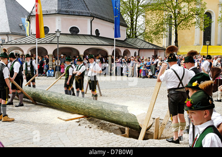 Sollevamento tradizionale del Maypole ( Maibaum-Aufstellen ) Foto Stock