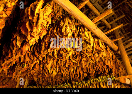 Foglie di tabacco essiccazione in un fienile in Vinales Valley, Vinales, Pinar del Rio, Cuba, Caraibi Foto Stock