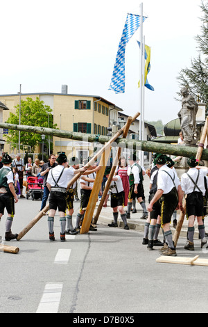 Sollevamento tradizionale del Maypole ( Maibaum-Aufstellen ) Foto Stock