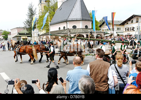 Sollevamento tradizionale del Maypole ( Maibaum-Aufstellen ) Foto Stock