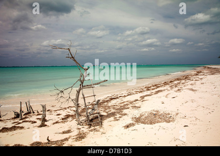 Gli alberi morti in spiaggia dell'isola Cayo Levisa, Pinar del Rio, Cuba, Caraibi Foto Stock