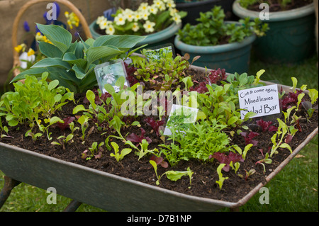 Insalata colture in contenitori sul display di assegnazione a Exeter Festival del Sud Ovest di Food & Drink Foto Stock