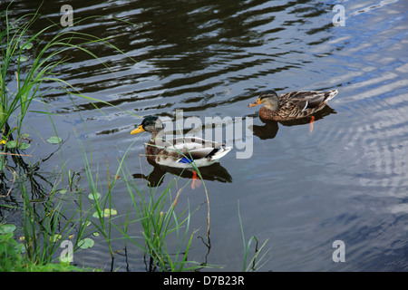 I Paesi Bassi, Noordholland, Marken Foto Stock