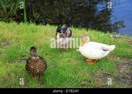 I Paesi Bassi, Noordholland, Marken Foto Stock