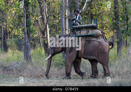 Elefante asiatico,Elephas maximus,lavorando,mahout,madyha Pradesh, India Foto Stock