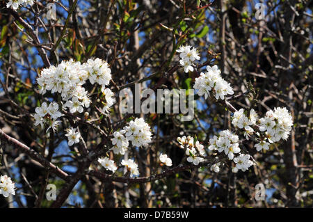 Comins Coch, Aberystwyth, Wales, Regno Unito. Il 2 maggio 2013. Biancospino blossom emerge in una siepe, infine mostra che la primavera è arrivata nel Galles occidentale. Credito: John Gilbey/Alamy Live News Foto Stock