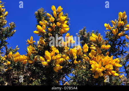 Comins Coch, Aberystwyth, Wales, Regno Unito. Il 2 maggio 2013. Gorse fiori emergere contro un cielo blu, infine mostra che la primavera è arrivata nel Galles occidentale. Credito: John Gilbey/Alamy Live News Foto Stock