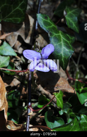 Comins Coch, Aberystwyth, Wales, Regno Unito. Il 2 maggio 2013. Un fiore violaceo emerge in una siepe banca, infine mostra che la primavera è arrivata nel Galles occidentale. Credito: John Gilbey/Alamy Live News Foto Stock