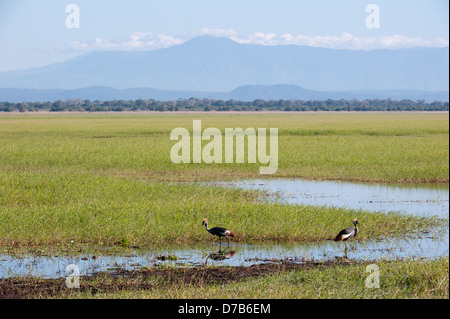 Grey Crowned Crane coppia (Balearica regulorum) nella parte anteriore del monte Gorongosa, Gorongosa National Park, Mozambico Foto Stock